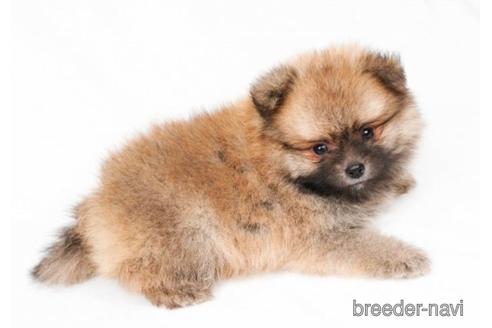 成約済の千葉県のポメラニアン-180633の5枚目